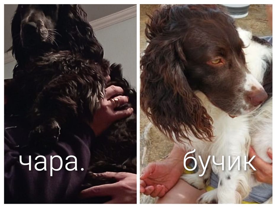 Продам Щенков  Русского Спаниеля
