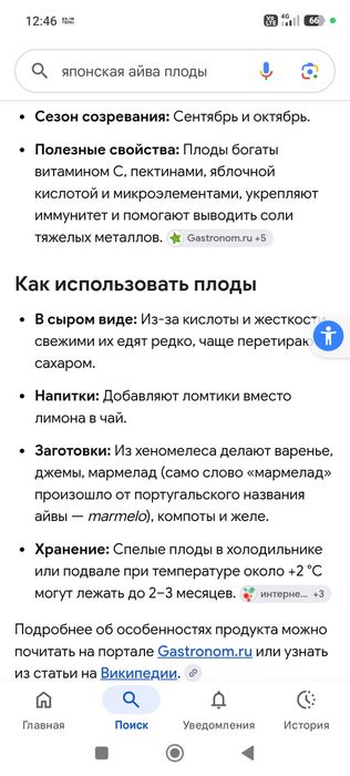 Продам плоды японской айвы из домашнего сада