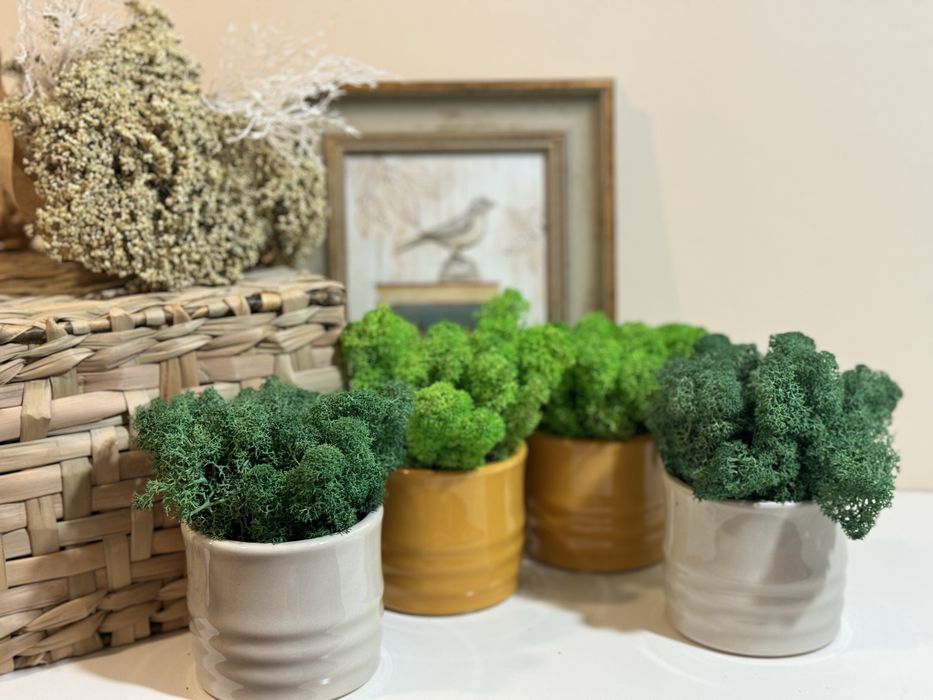 Подаръци за всеки повод скандинавски мъх