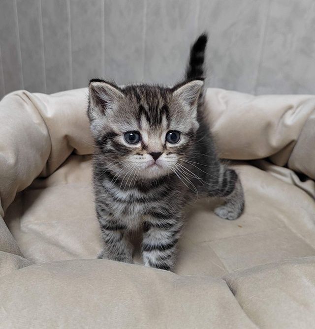 Британские котята