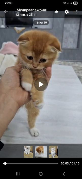 3 котёнка скоттиш, страйт