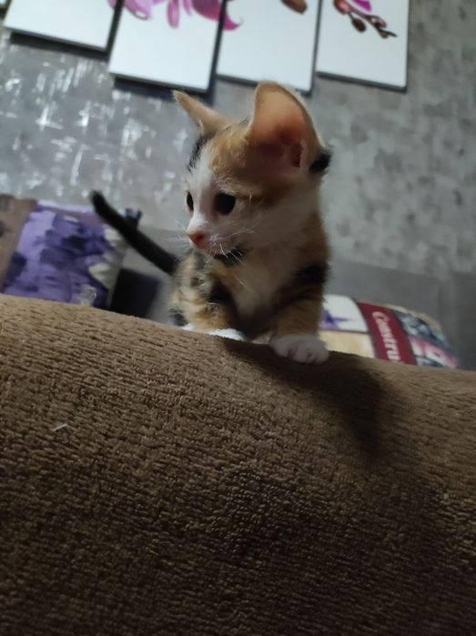 Продам котят донских сфинксов