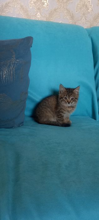 Отдам котят бесплатно