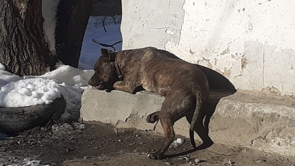 Ищем подругу питбуль кубинец