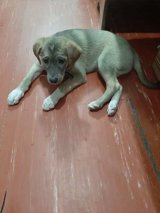 Щенок привитый мальчик 3 месяца