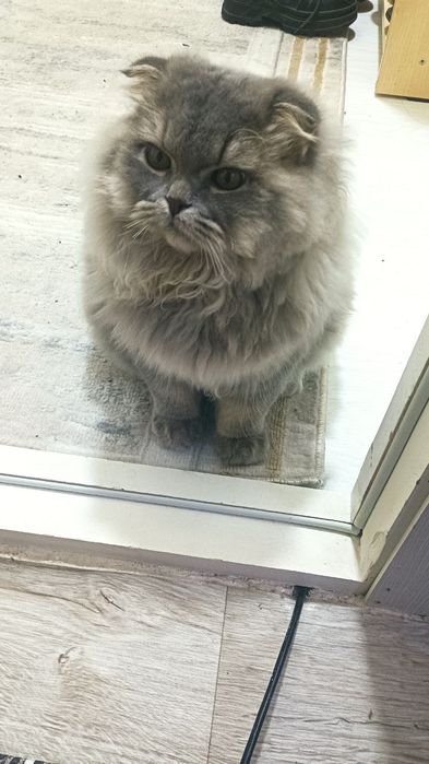 Сотилади  мушук домашний