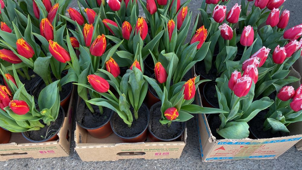 Тюльпаны голландские к празднику
