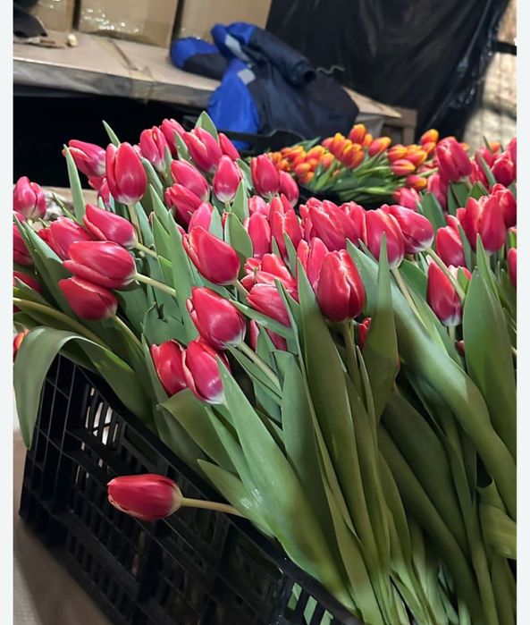 Тюльпаны оптом доставка