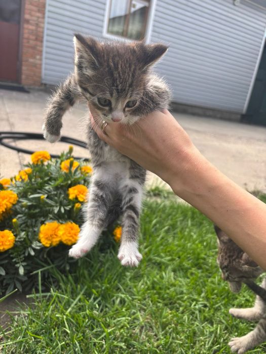 Малышка 1.5 Мес ищет дом