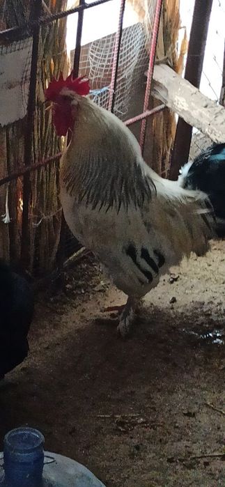 Sotiladi tetik kotta xo'roz 4 yoki 5 kg atrofida