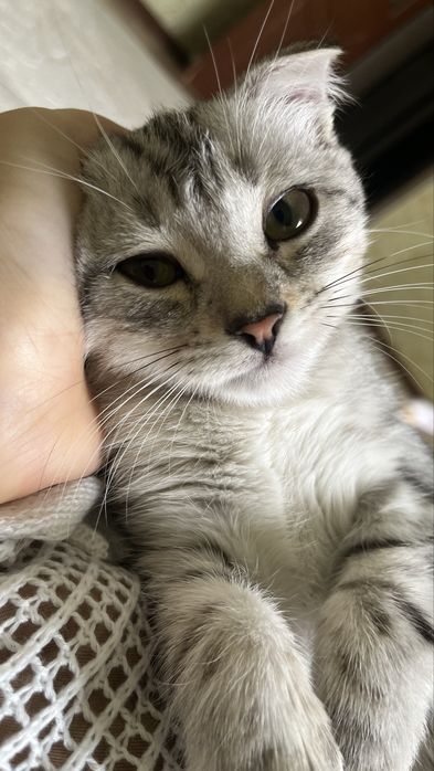 Мысык бар шатланскийй