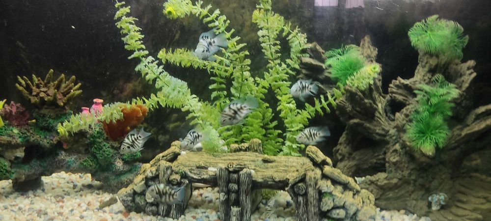 Обменяю на скалярии