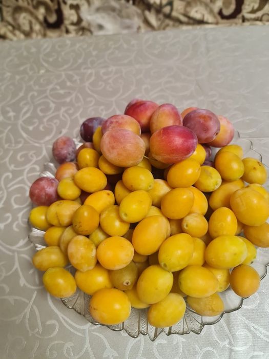 Продам домашнюю сливу