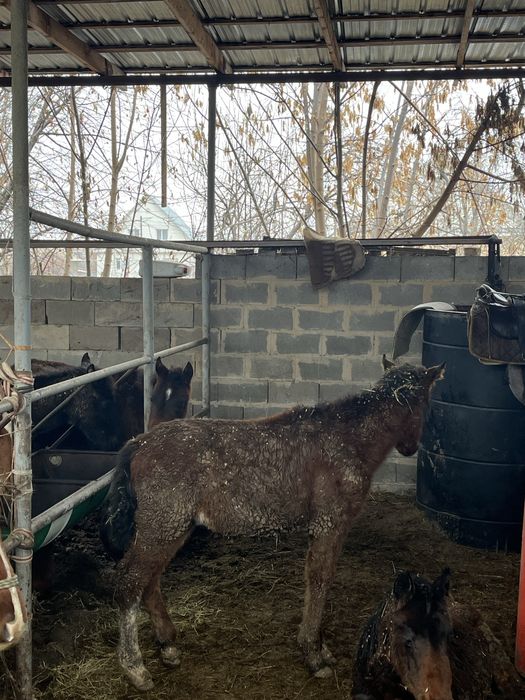 Продам жеребенка