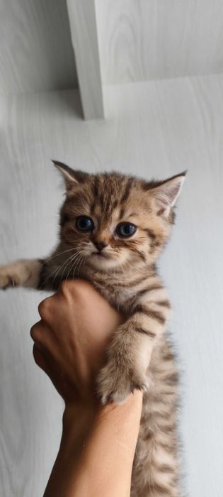 Породистые котята