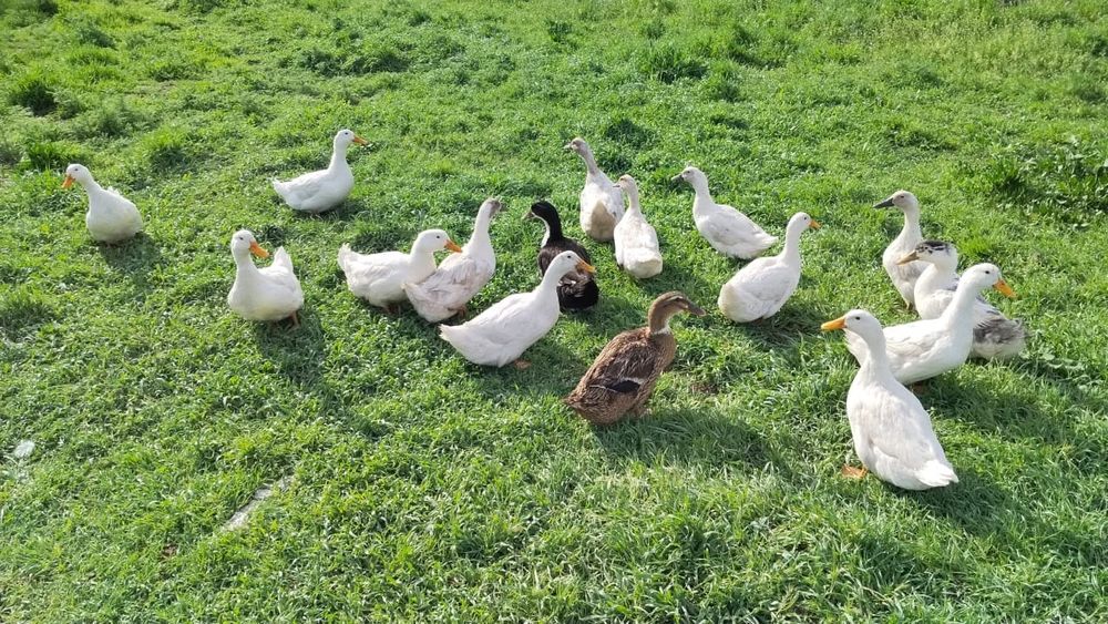 Үйрек сатылады бағасы 7000