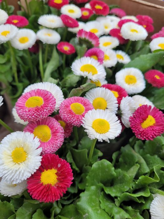 Гүлдер гүлдер гүл