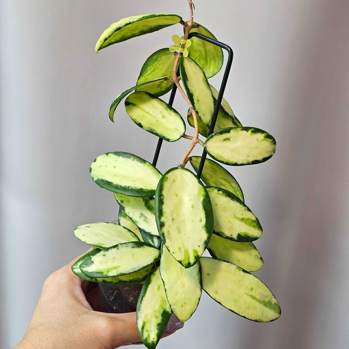 Хойи разных сортов