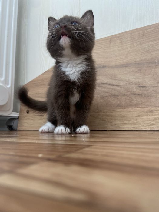 Котенок в добрые руки