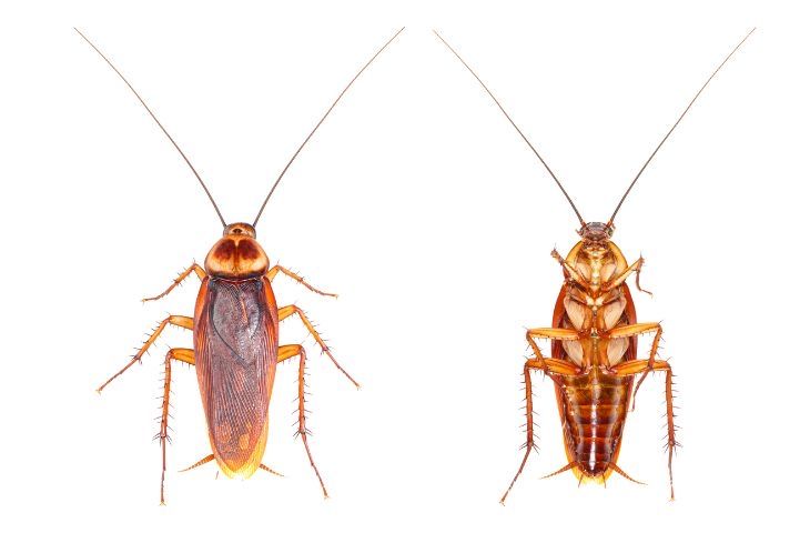 Дезинфекция / дезинсекция таракан