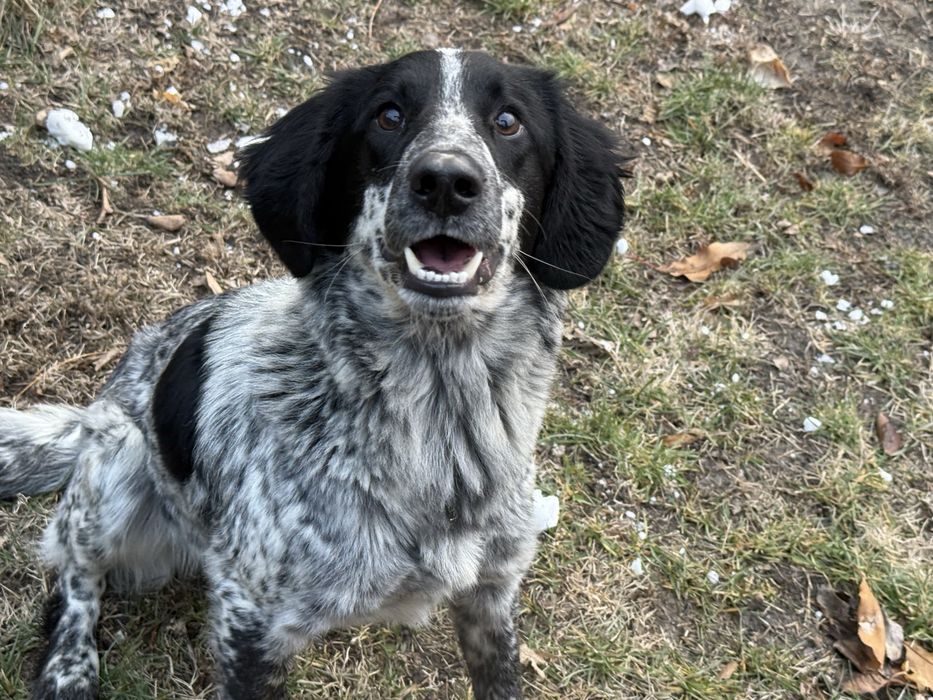 Собака испанель охотничий продоётся