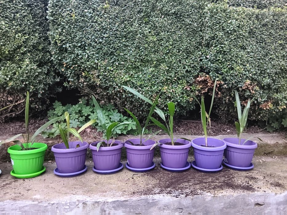 Студоустойчиви палми Трахикарпус