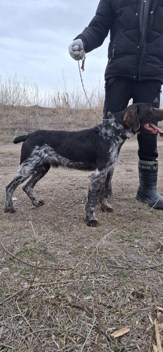 Продам Дратхаар кобеля