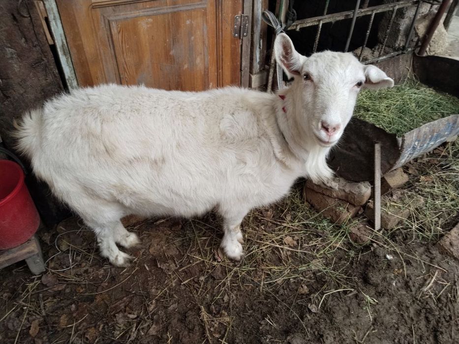 Продаётся Коза пародистая