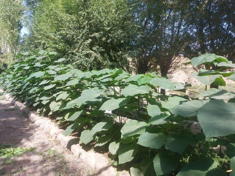 Павлония кучатлари