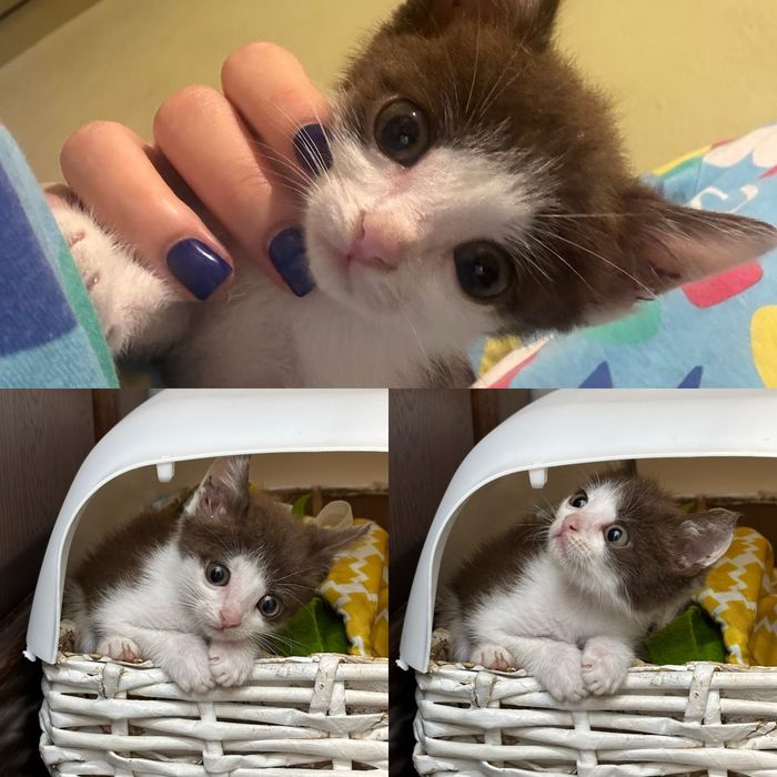 В добрые руки котенка
