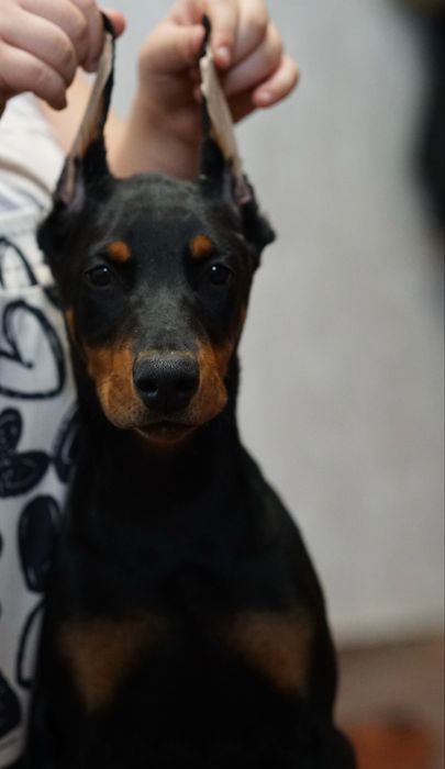 Щенок добермана