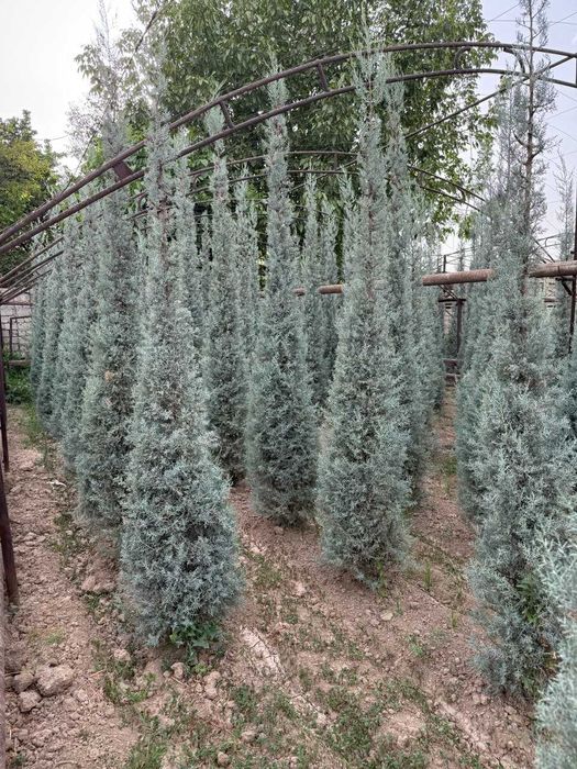 Кипарис Аризоника, Arizona Cypress
