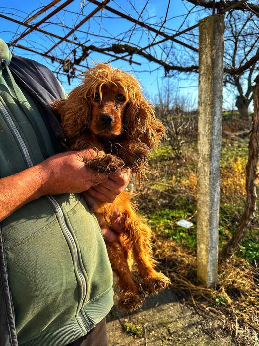 Кокершпаньолчета