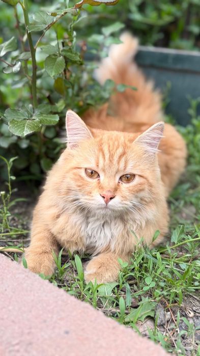 Найден рыжий кот
