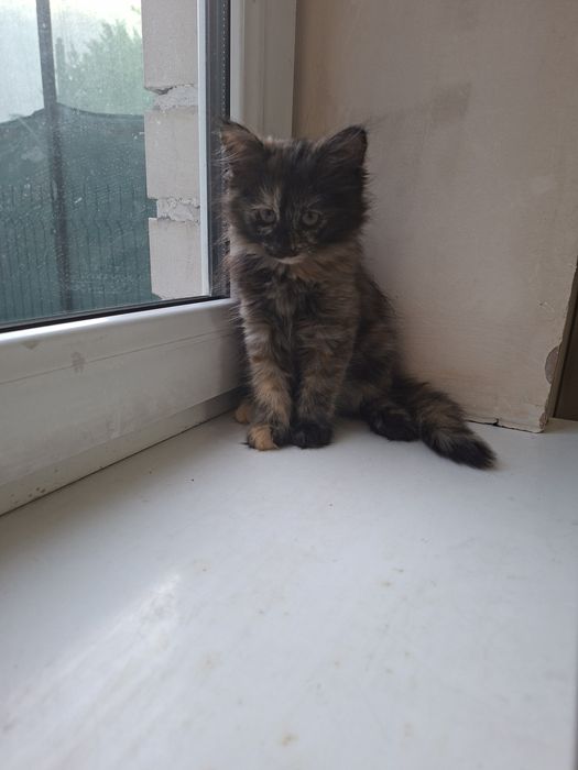 Mushuk hadyaga beriladi