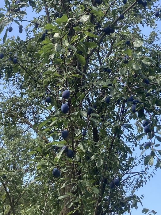Vand prune Bistrițe si Stanley