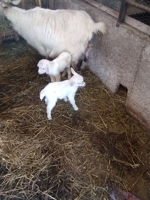 Vând două capre cu câte 2 iezi fiecare