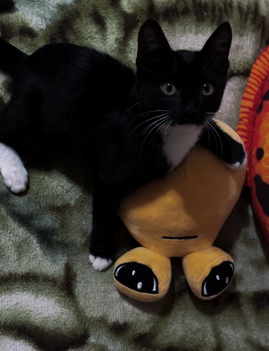 Котёнок мальчик ищет свою маму и папу!