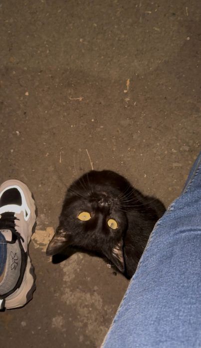 Котик ищет дом(мальчик)