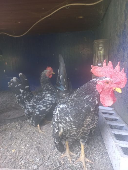 Продам инкубационное яйцо Шабо  цвет мрамор.