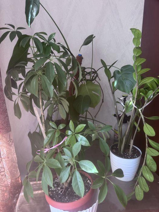 Комнатные цветы для дома , кафе, рестораны