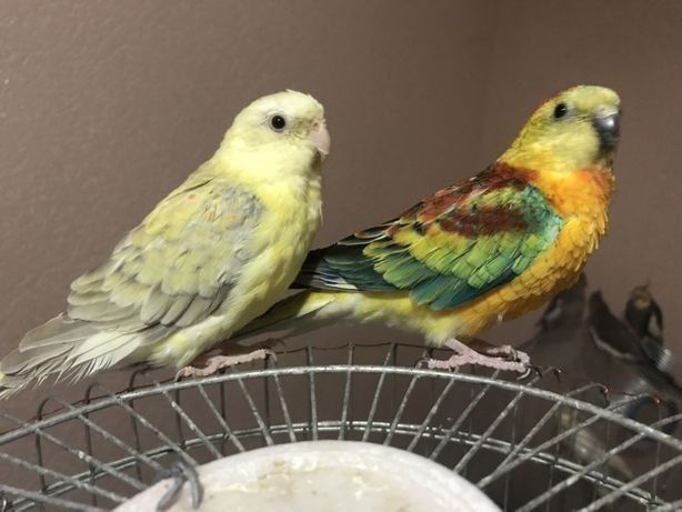 Певчий попугайлари 6 ойлик, параси 700.000сум
