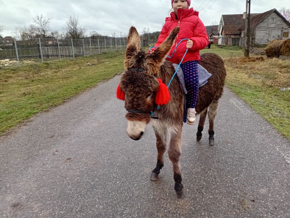 Vând magarita sau schimb cu manza mica