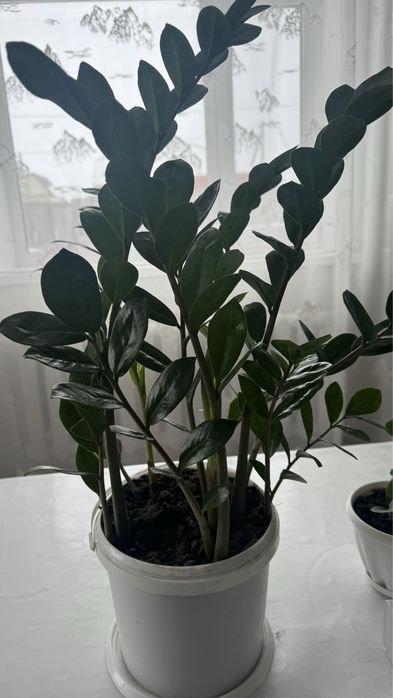 Продам комнотный цветы