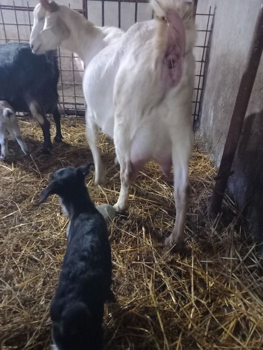 Vând 2 capre bune de lapte