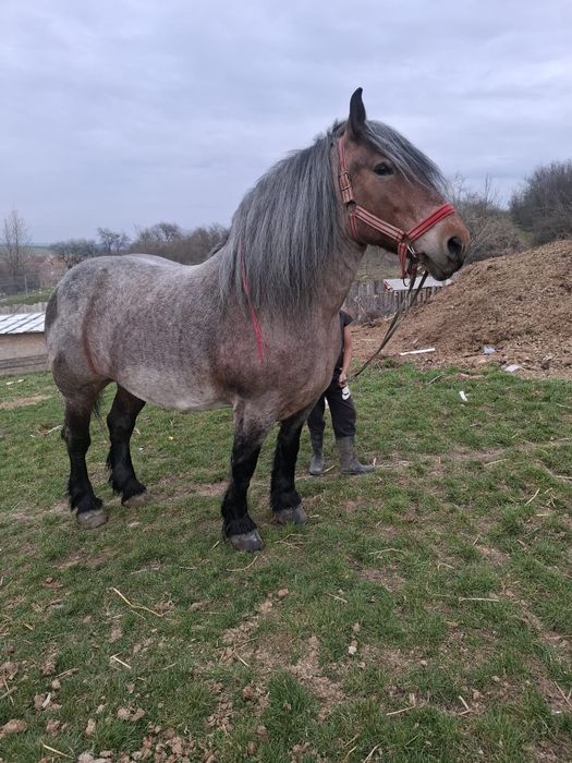 Vând două iepe murga 4 ani