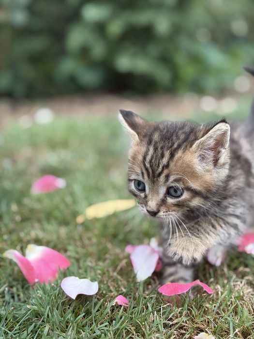 отдаем чудесных котят