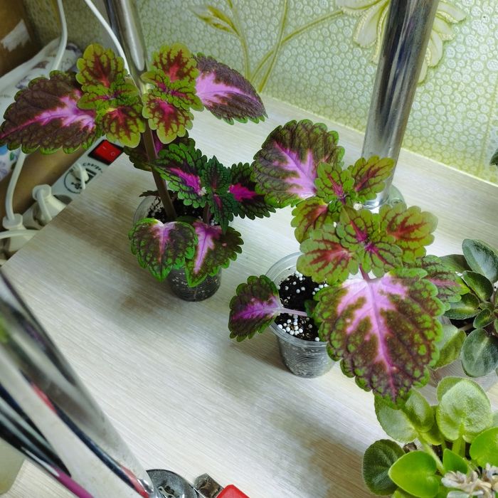 Продам растение колеус