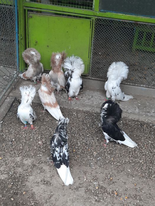 Vând porumbei de frumusețe