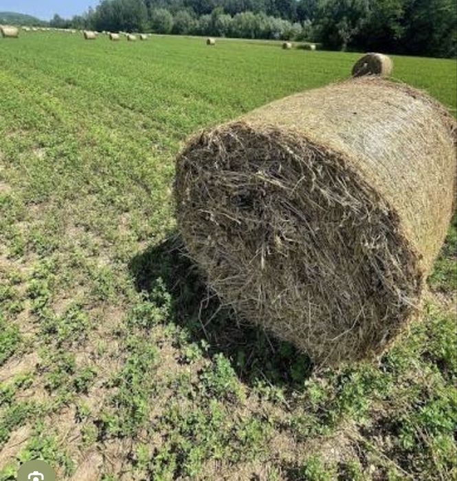 Baloți lucernă.